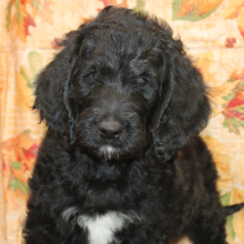 Goldendoodle Puppy Judd