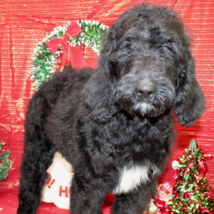 Goldendoodle Puppy Judd