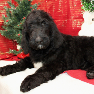 Goldendoodle Puppy Judd