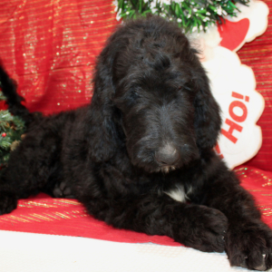 Goldendoodle Puppy Judd