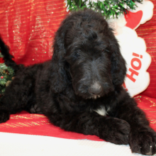 Goldendoodle Puppy Judd