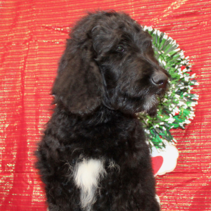 Goldendoodle Puppy Judd
