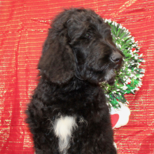 Goldendoodle Puppy Judd