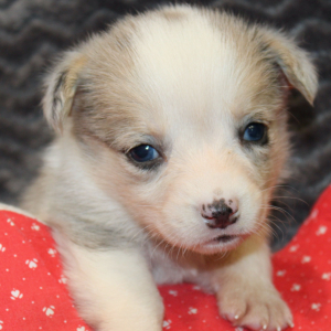 American Corgi Puppy Melanie