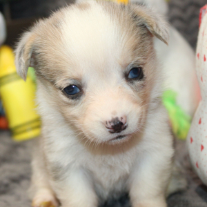American Corgi Puppy Melanie