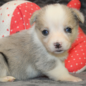 American Corgi Puppy Melanie