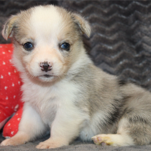 American Corgi Puppy Melanie