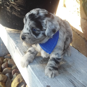 Aussiedoodle Puppy Lance
