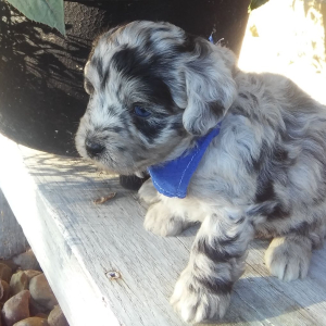 Aussiedoodle Puppy Lance
