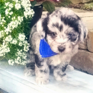 Aussiedoodle Puppy Lance