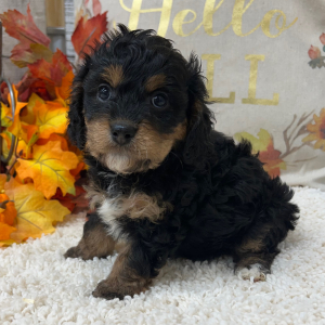Cavapoo Puppy Tex