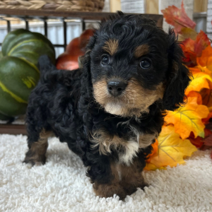 Cavapoo Puppy Tex