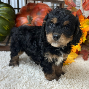 Cavapoo Puppy Tex