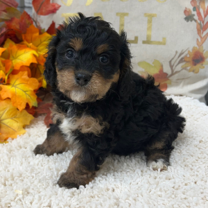 Cavapoo Puppy Tex