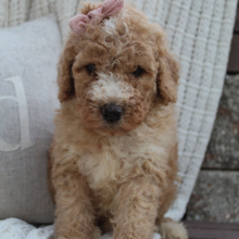 Bernedoodle Puppy Britt