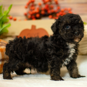 Poodle Puppy Talin