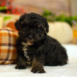 Poodle Puppy Talin