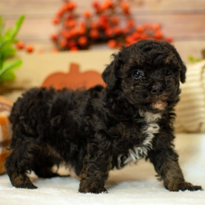 Poodle Puppy Talin