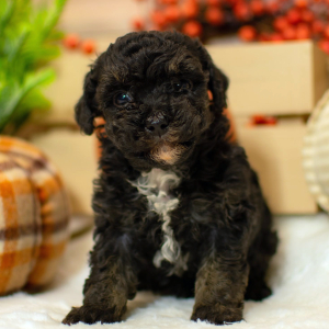 Poodle Puppy Talin
