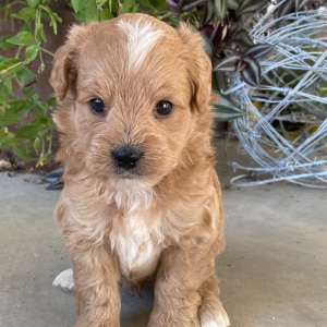 Goldendoodle Puppy Vaughn