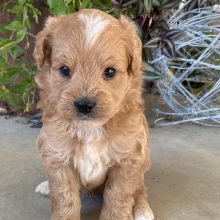 Goldendoodle Puppy Vaughn