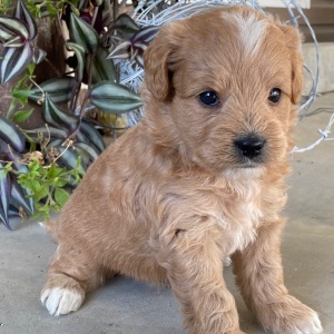 Goldendoodle Puppy Vaughn