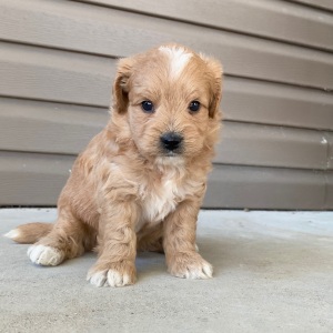 Goldendoodle Puppy Vaughn