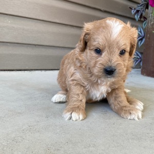 Goldendoodle Puppy Vaughn