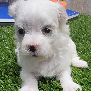 Maltese Puppy Mocha