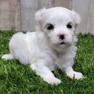 Maltese Puppy Mocha
