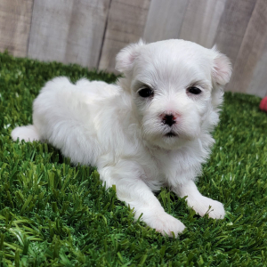 Maltese Puppy Mocha