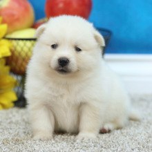 Pomsky Puppy Destiny
