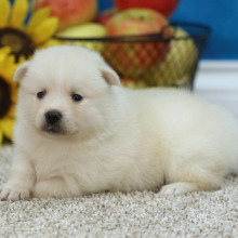 Pomsky Puppy Destiny