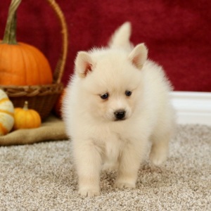 Pomsky Puppy Destiny