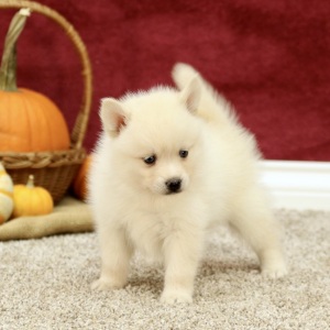 Pomsky Puppy Destiny
