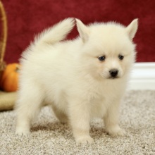 Pomsky Puppy Destiny