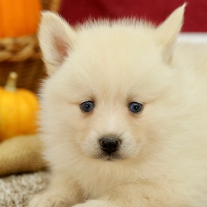 Pomsky Puppy Destiny