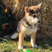 Shiba Inu Puppy Summer