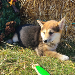 Shiba Inu Puppy Summer
