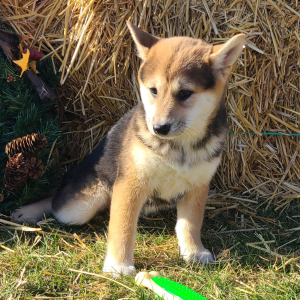 Shiba Inu Puppy Summer