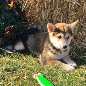 Shiba Inu Puppy Summer