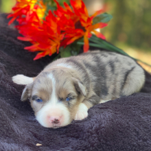 Australian Shepherd Puppy Hocus