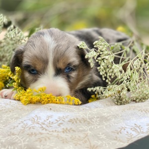 Australian Shepherd Puppy Hocus