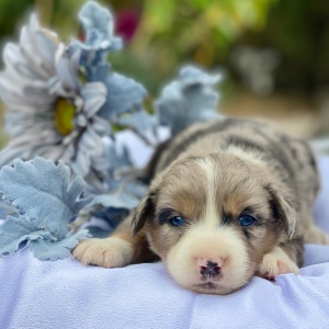 Australian Shepherd Puppy Hocus