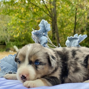 Australian Shepherd Puppy Hocus