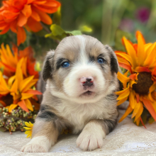 Australian Shepherd Puppy Hocus