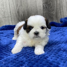 Shih Tzu Puppy Valor