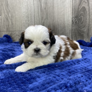 Shih Tzu Puppy Valor