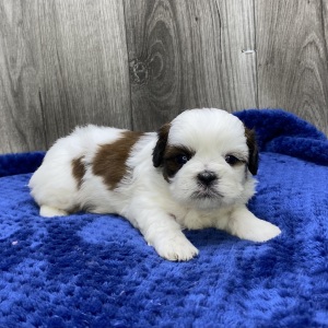 Shih Tzu Puppy Valor