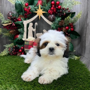 Shih Tzu Puppy Valor